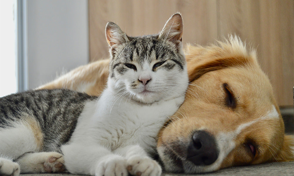cat and dog
