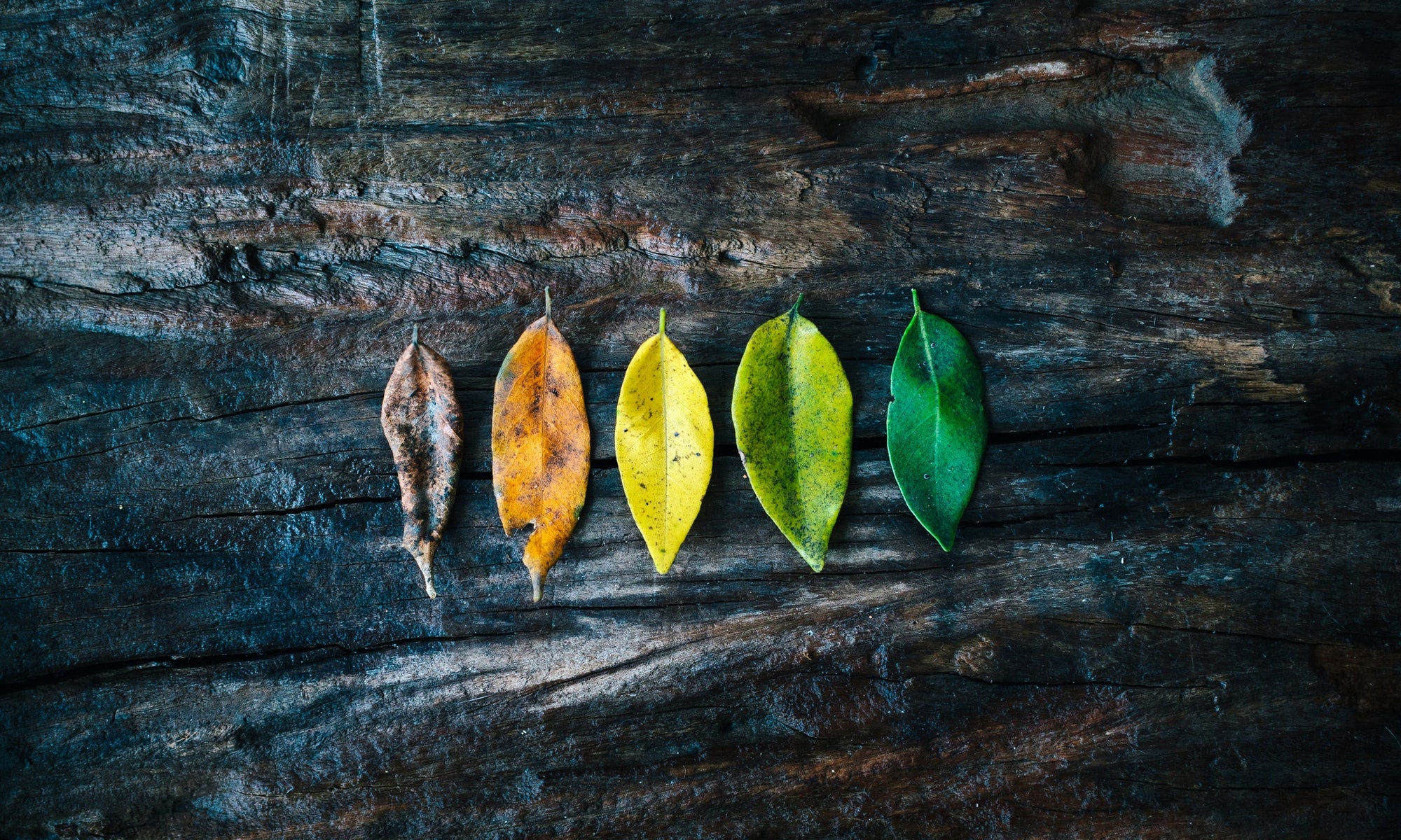 leaf stages ranging from fresh leaves to dry