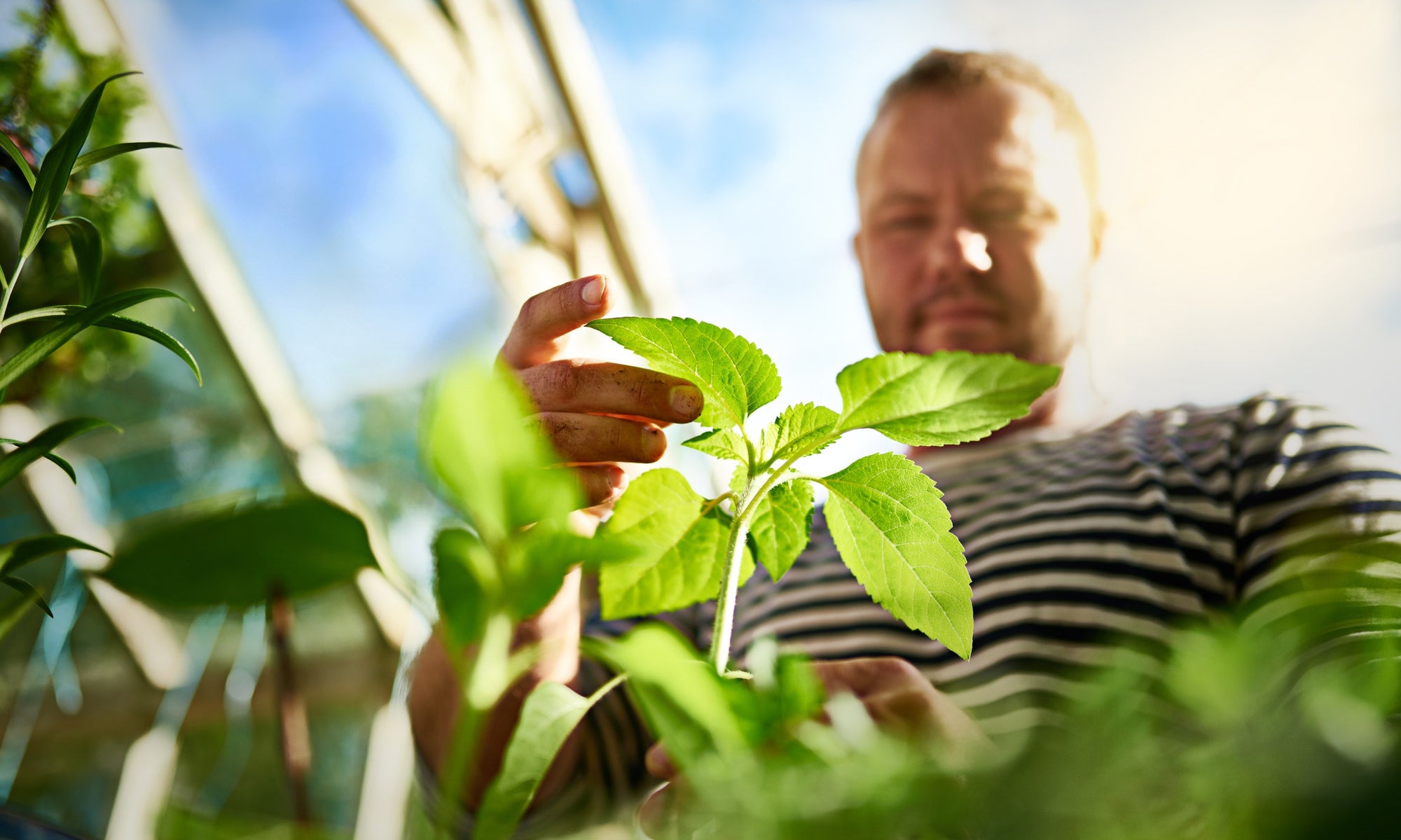 Young man touching leaf on plant on a summers day